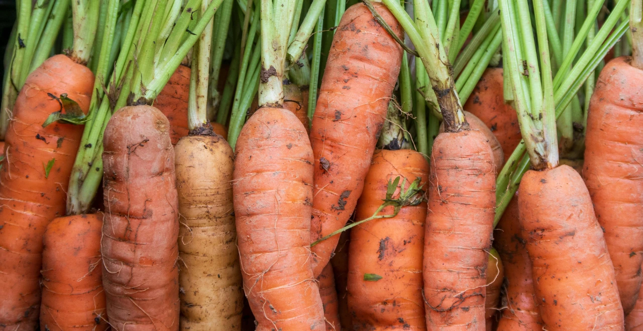 carottes du potager