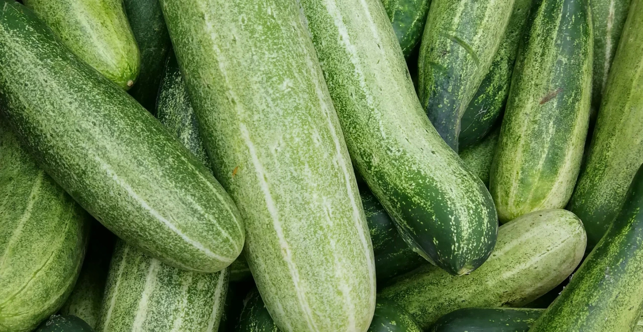 concombres mouillé dans le potager visibles en arrière-plan.