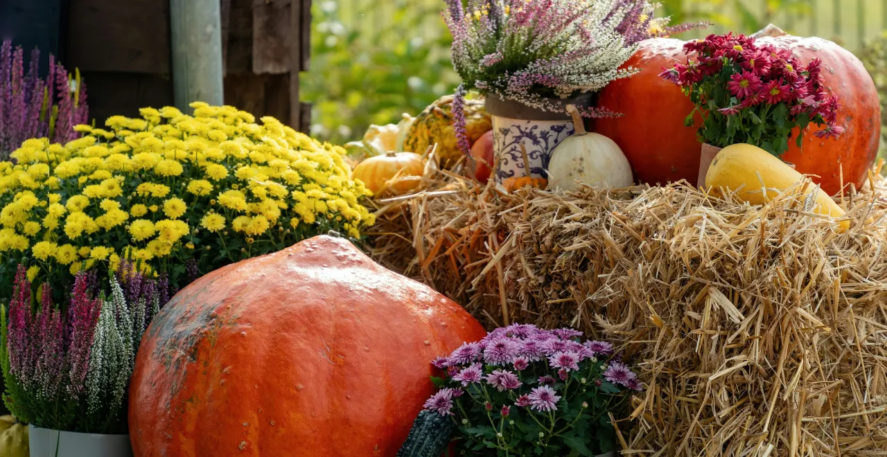 Champ de courges à perte de vue, avec des plants chargés de fruits orange et jaunes