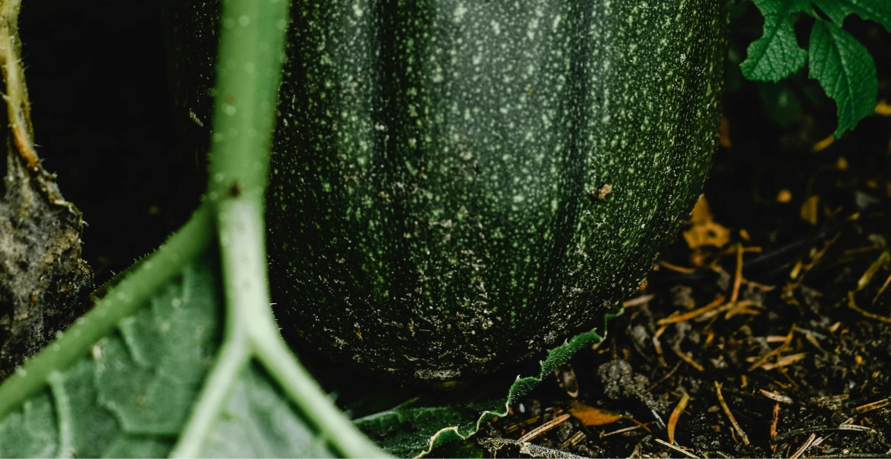 Courgette verte en croissance sur sa plante dans un potager