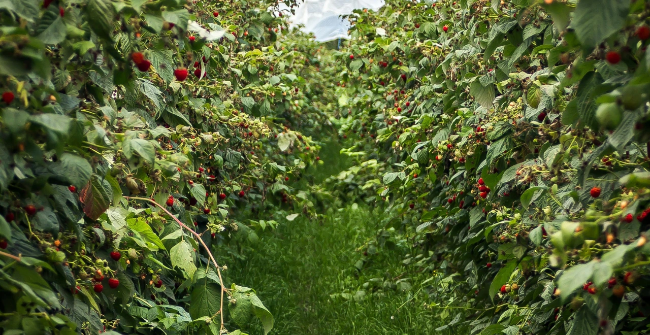 Champ de framboisiers, idéal pour la culture et la récolte de framboises fraîches et savoureuses.