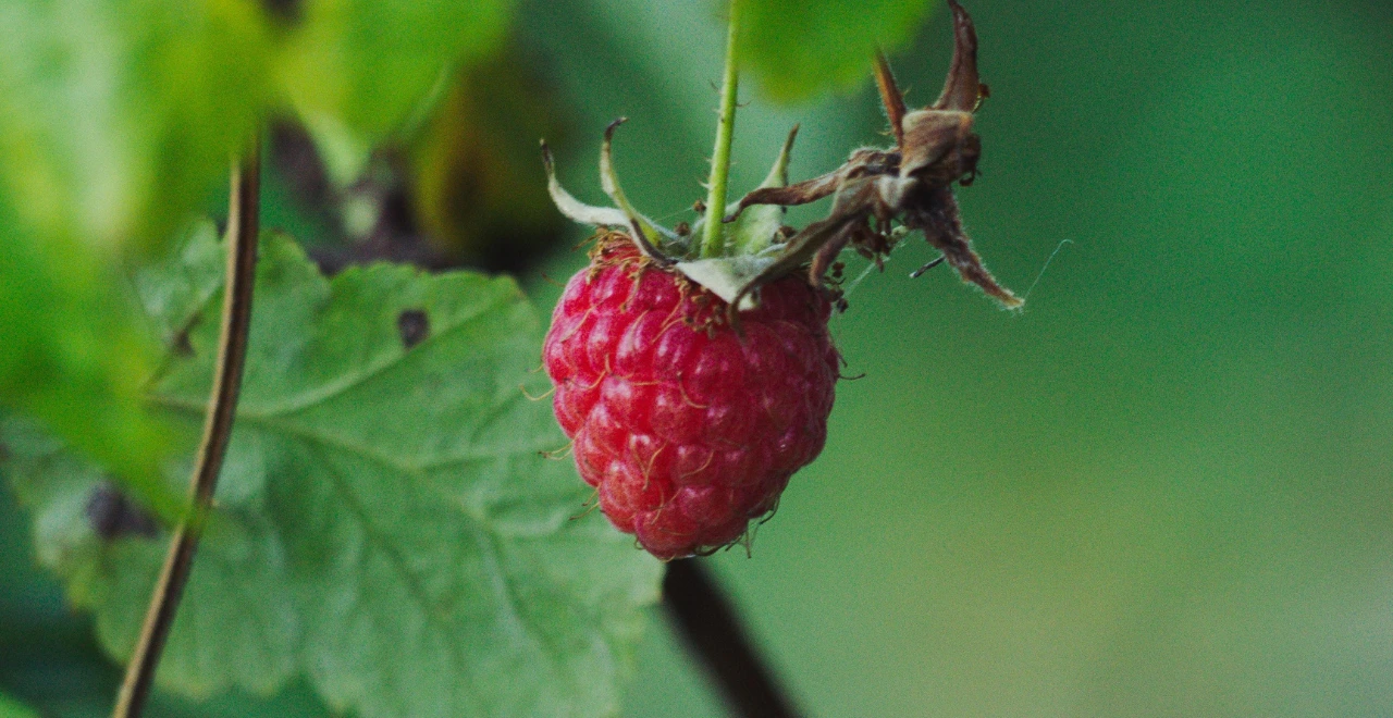 Zoom détaillé sur une framboise juteuse sur son framboisier, mettant en valeur sa texture et sa couleur vive.