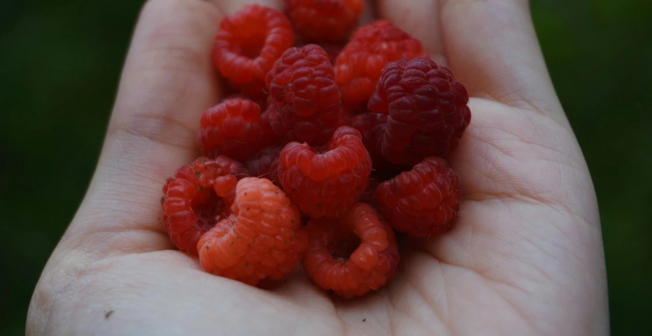 Framboise tenue dans une main, montrant sa fraîcheur et sa taille parfaite pour la récolte.