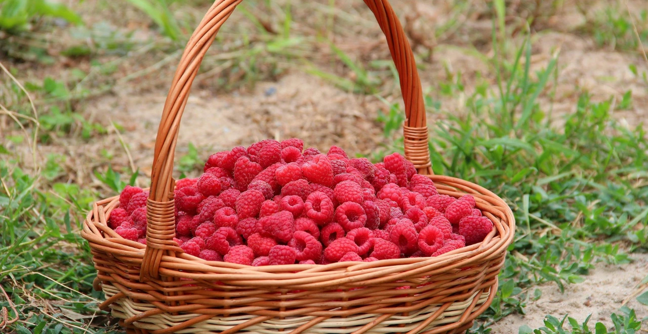 Panier rempli de framboises fraîches, prêtes à être dégustées ou utilisées dans des recettes.