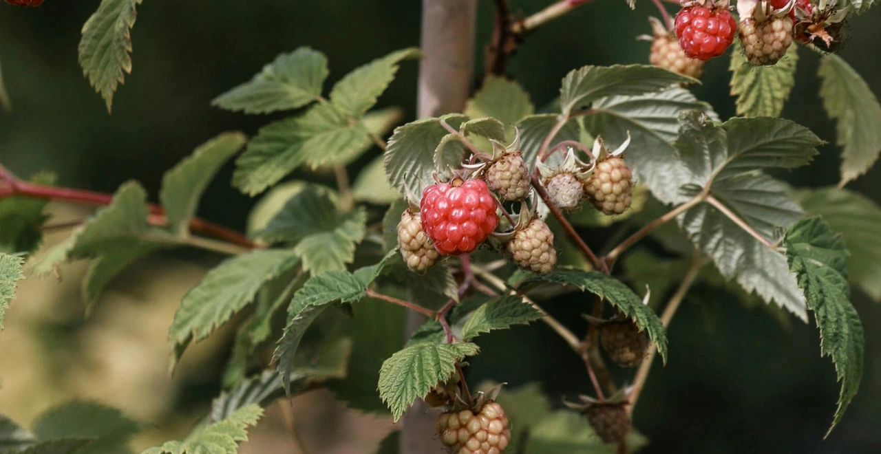 Zoom sur une framboise mûre accrochée à son framboisier, prête à être récoltée.