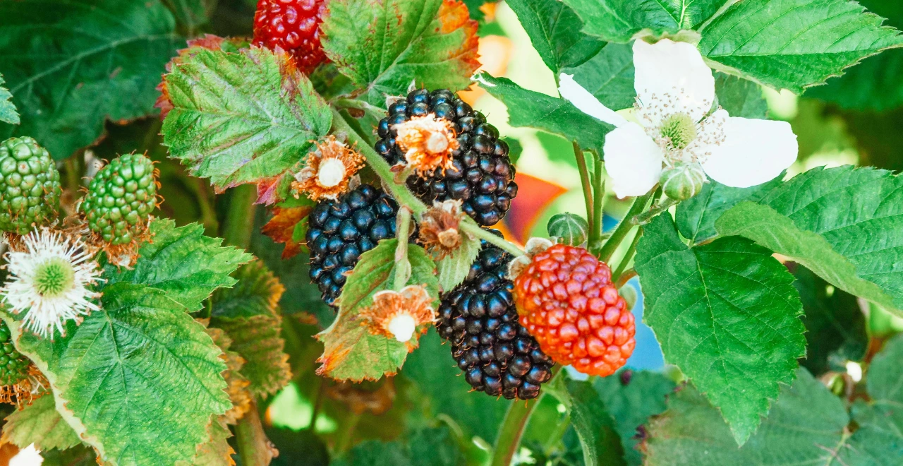 Zoom détaillé sur une framboise juteuse sur son framboisier, mettant en valeur sa texture et sa couleur vive.