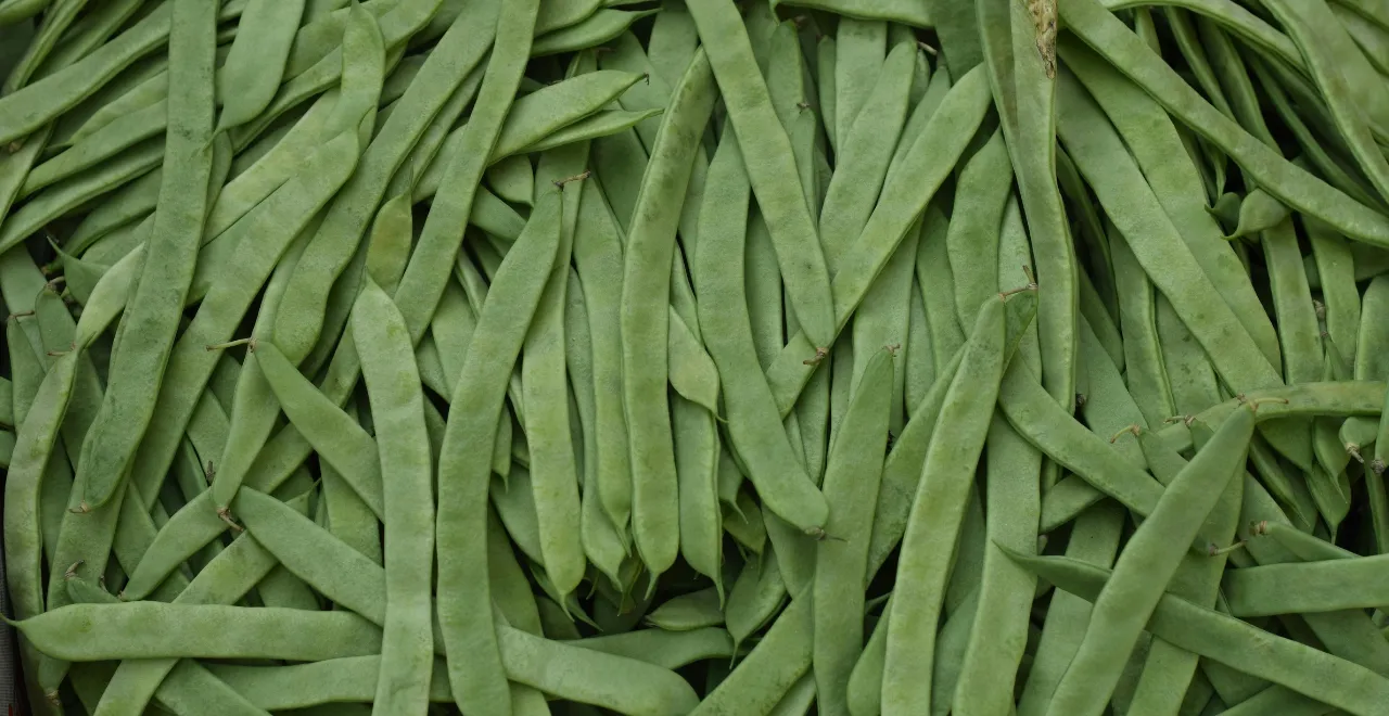 un tas d'haricots verts