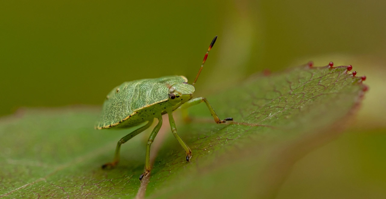 Gros plan d'une punaise de jardin sur une feuille