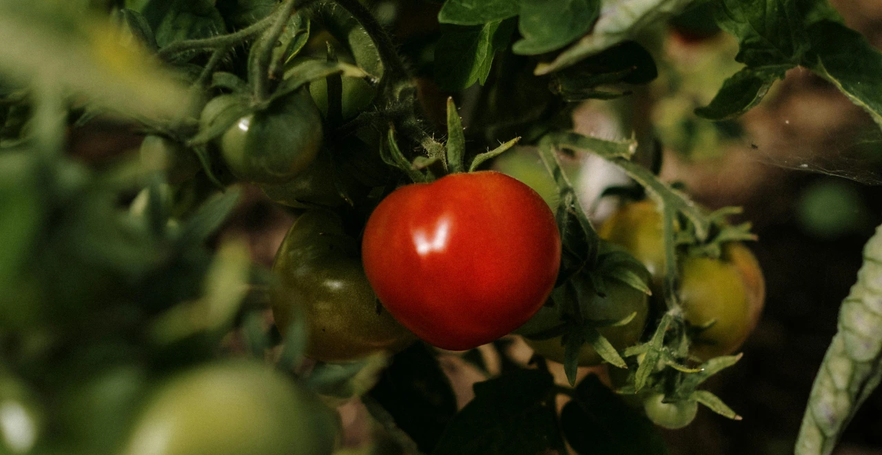 Punaises de jardin sur un légume du potager