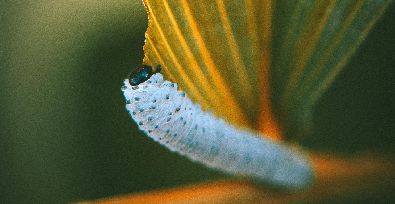 Plusieurs larves de hanneton au corps blanc et courbé, visibles sur la surface d'une feuille.