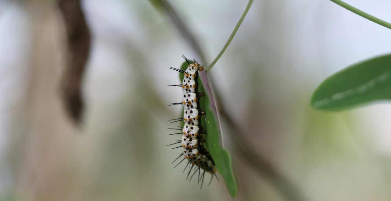 Gros plan sur des larves de hanneton blanches et dodues, agrippées à une feuille verte.