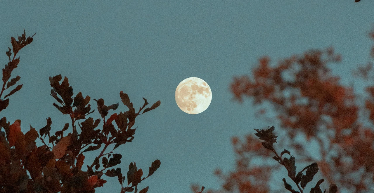 Lune brillante éclairant le potager la nuit