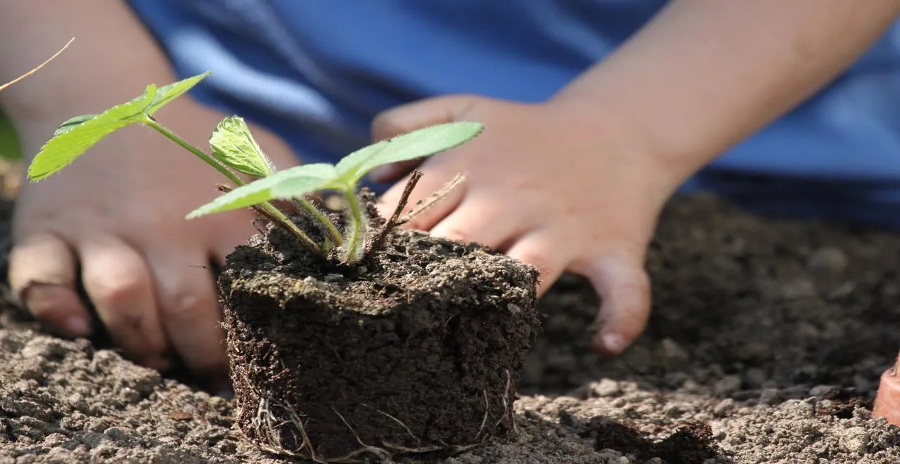 Ratio C/N : secret d'un jardin naturel et productif