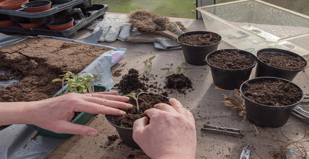 Planification des semis pour optimiser votre potager