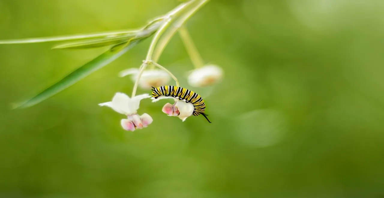 Guide sur les chenilles vertes et leur impact sur les choux