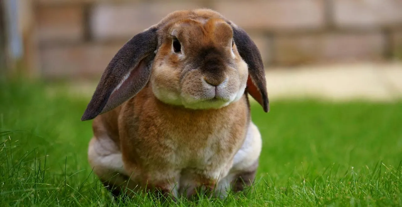 Utilisation de la crotte de lapin pour enrichir le sol