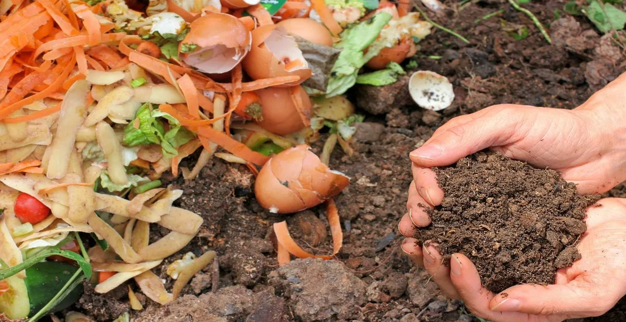 Techniques efficaces pour fertiliser les tomates