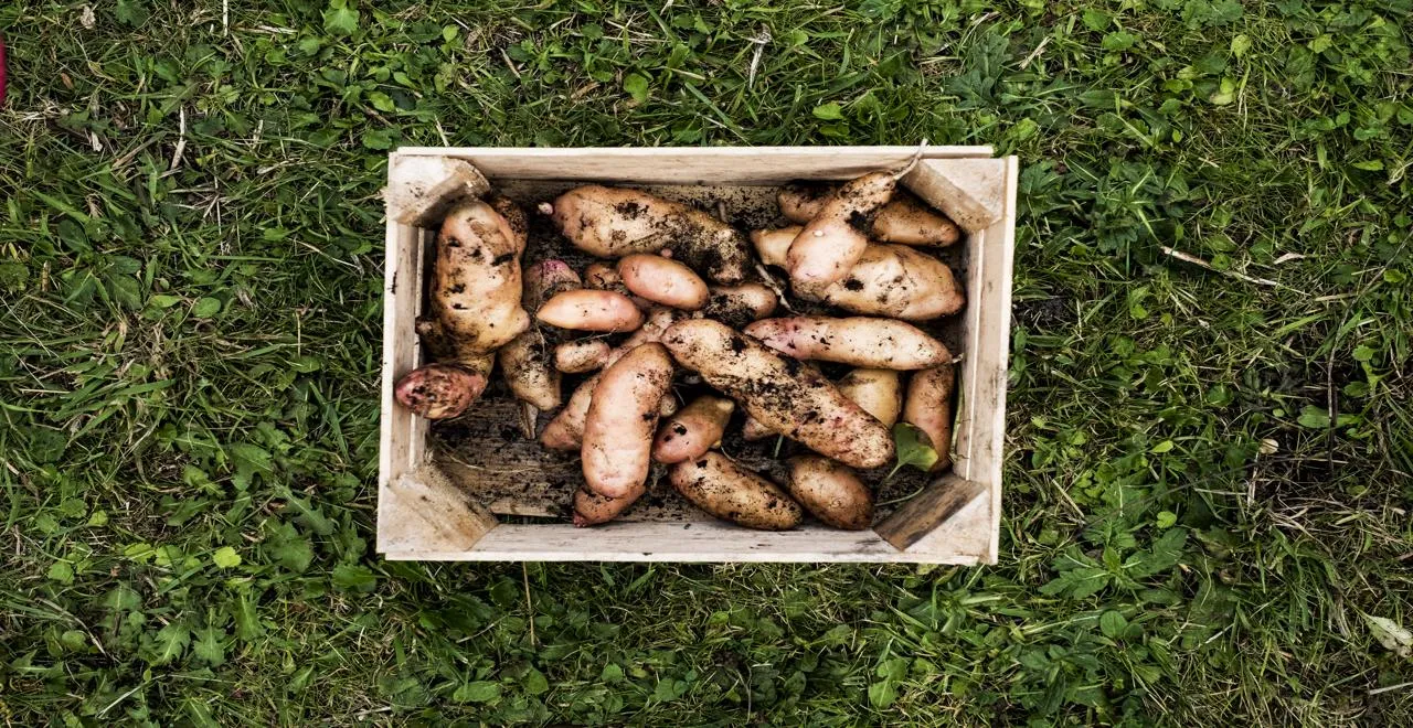 Méthodes pour faire germer une patate douce avec succès