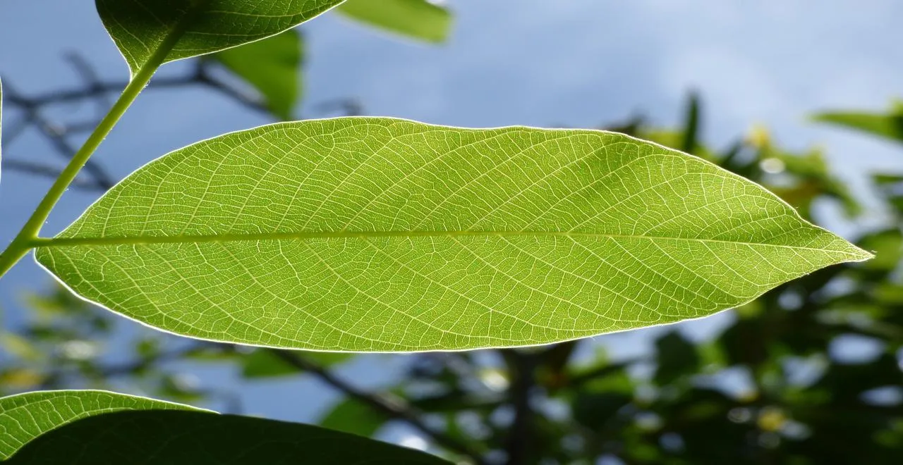 Utilisation des feuilles de noyer en jardinage et compostage