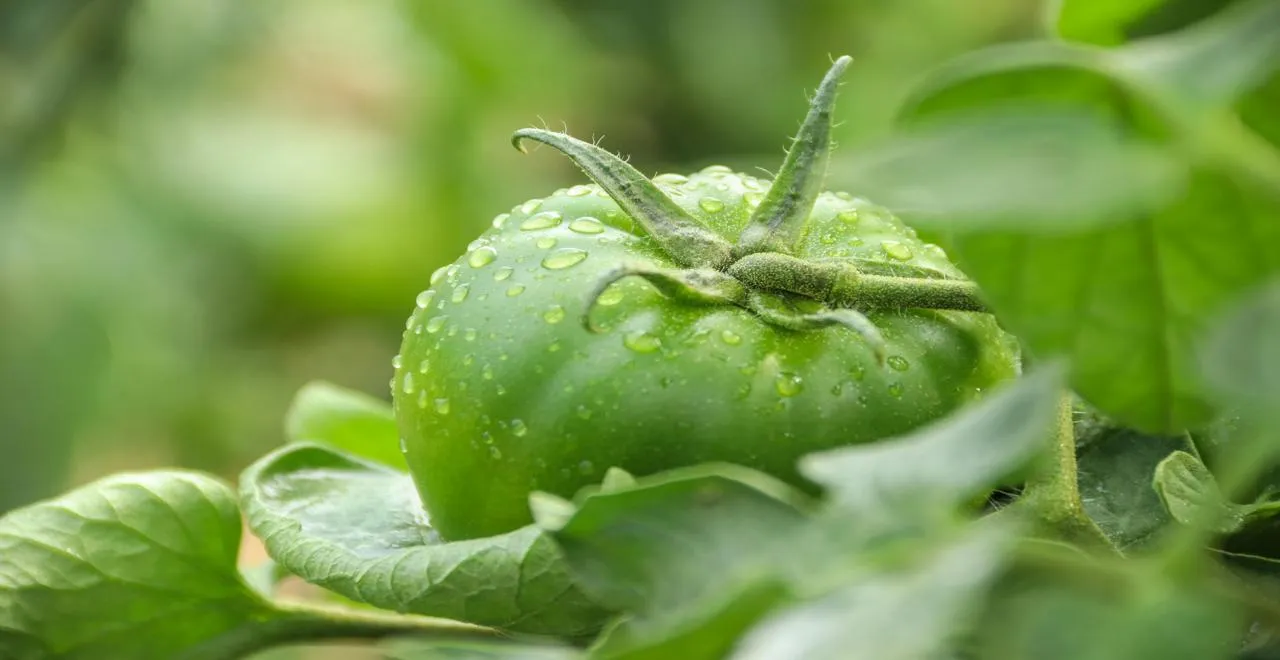 Problème de jaunissement des feuilles de tomate