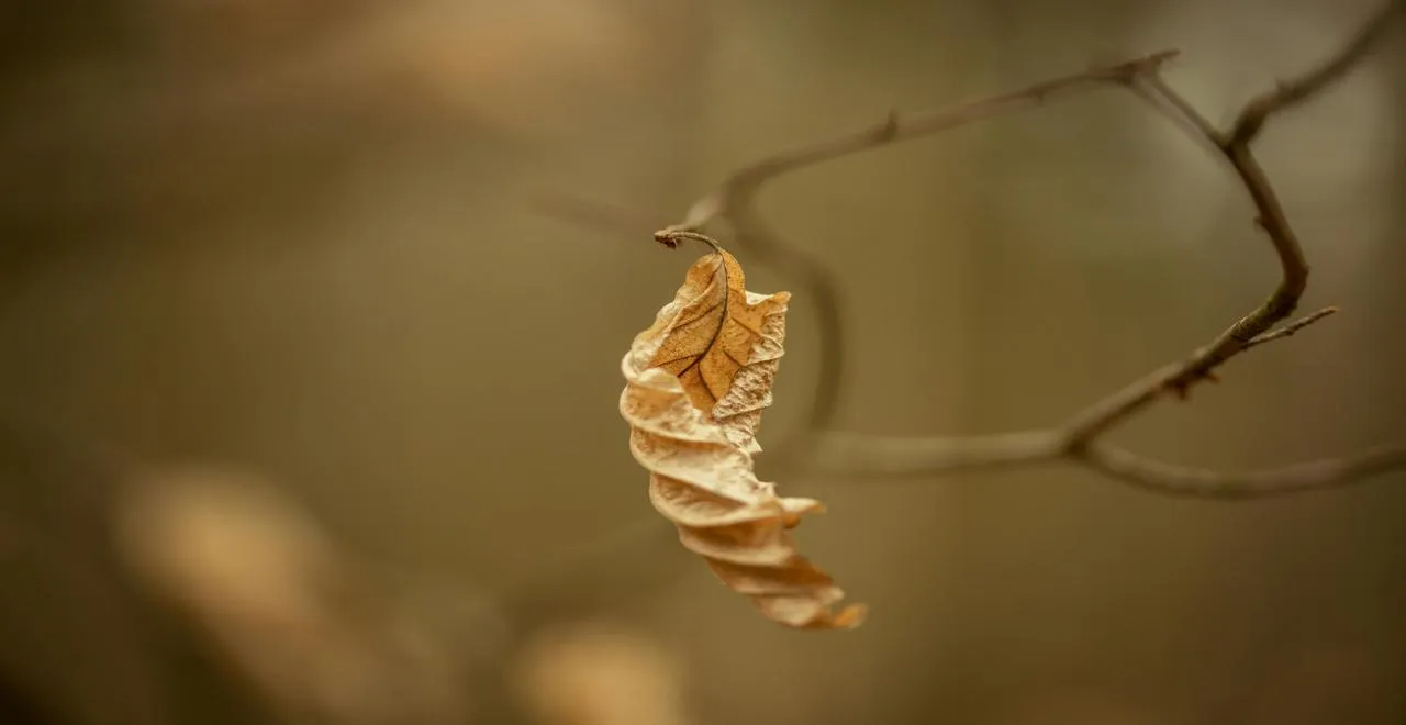 Utilisation des feuilles mortes en jardinage