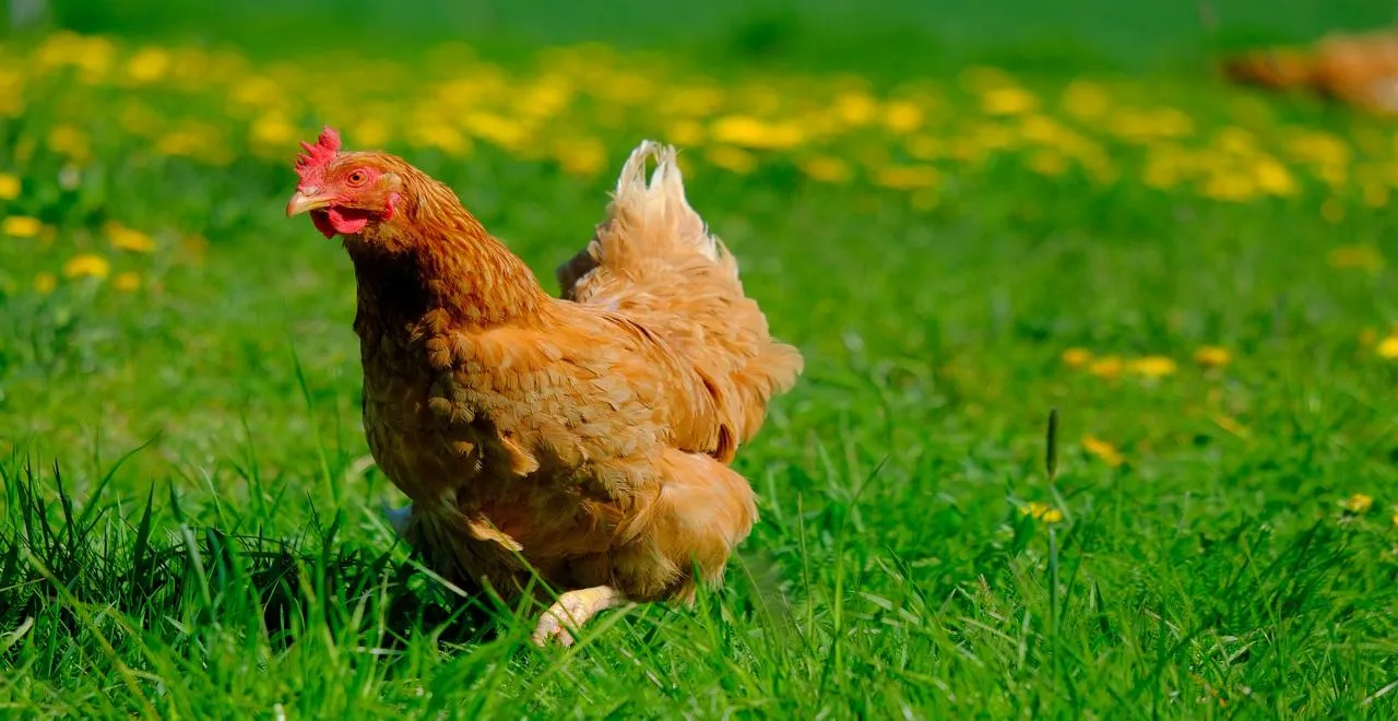 Jardin verdoyant grâce à la fiente de poule