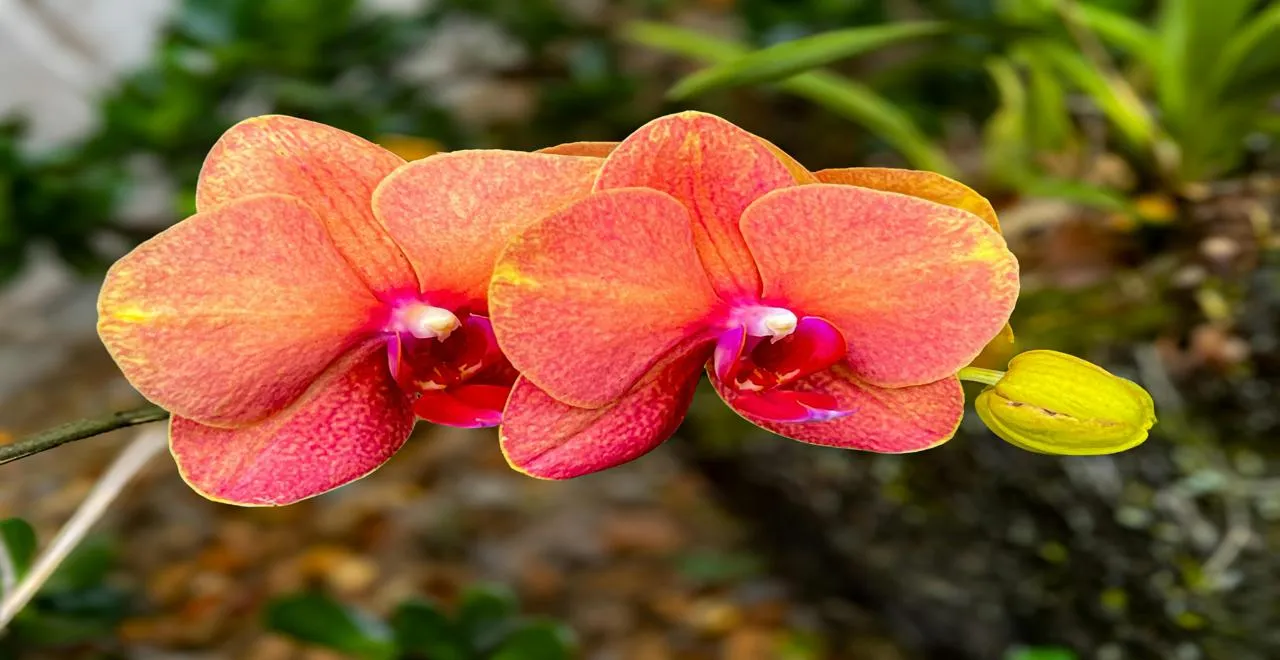 Jardin fleuri intégrant des fleurs au potager