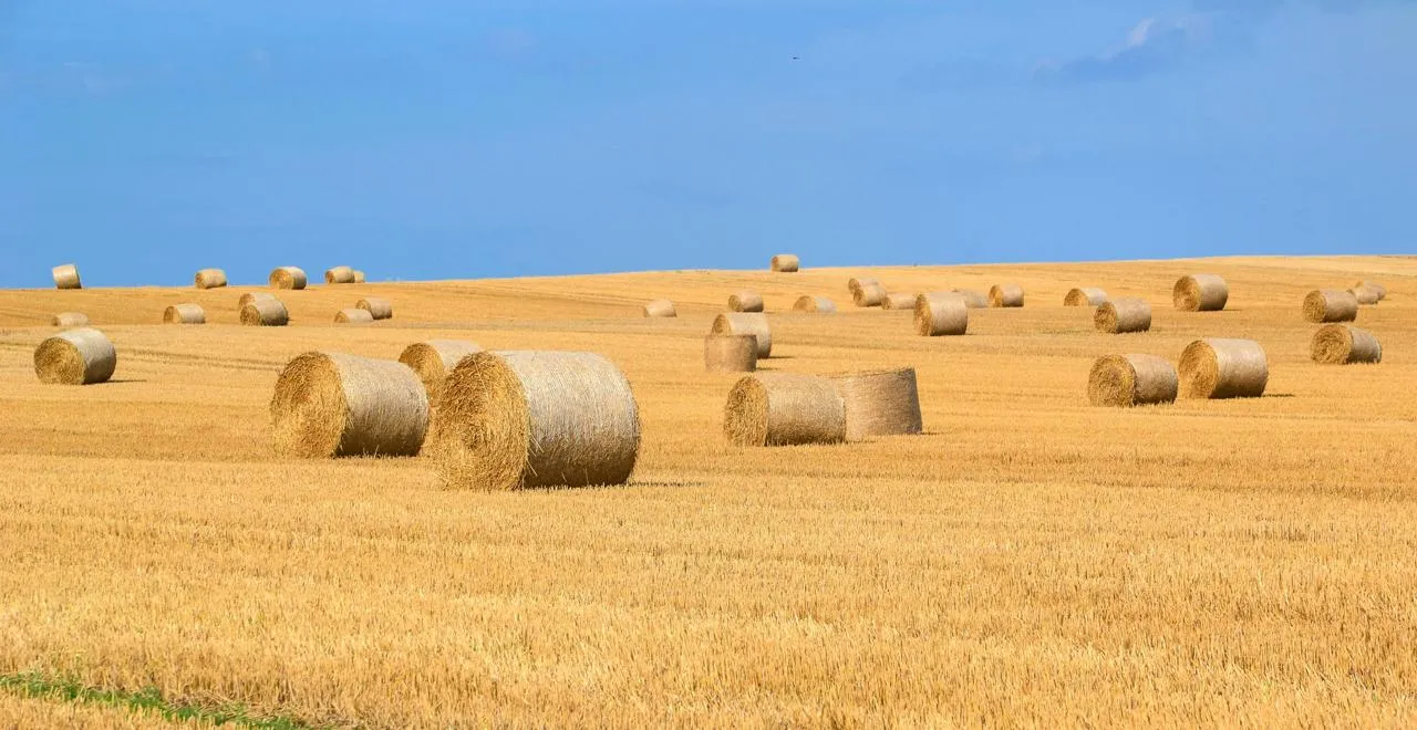 Foin étalé sur le sol d'un potager écologique