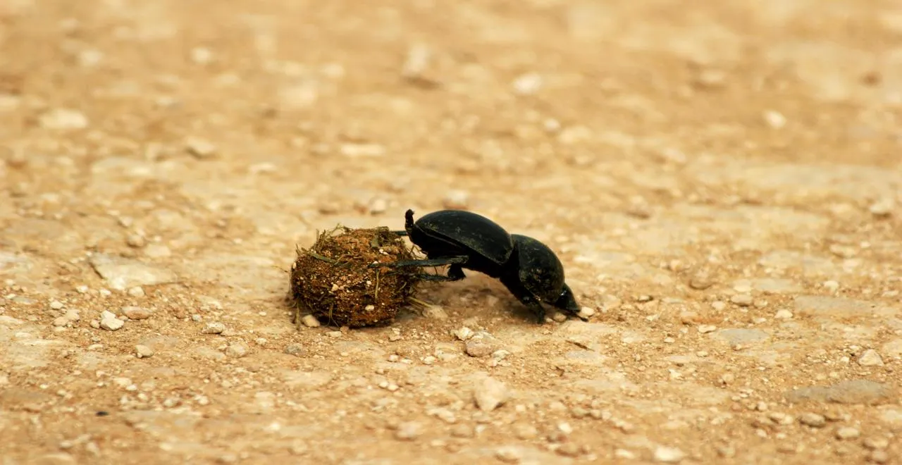 Engrais naturel à base de fumier de cheval dans un potager