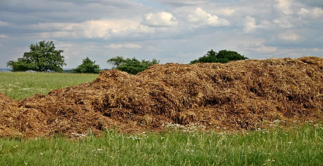 Application de fumier de mouton pour améliorer la santé des plantes