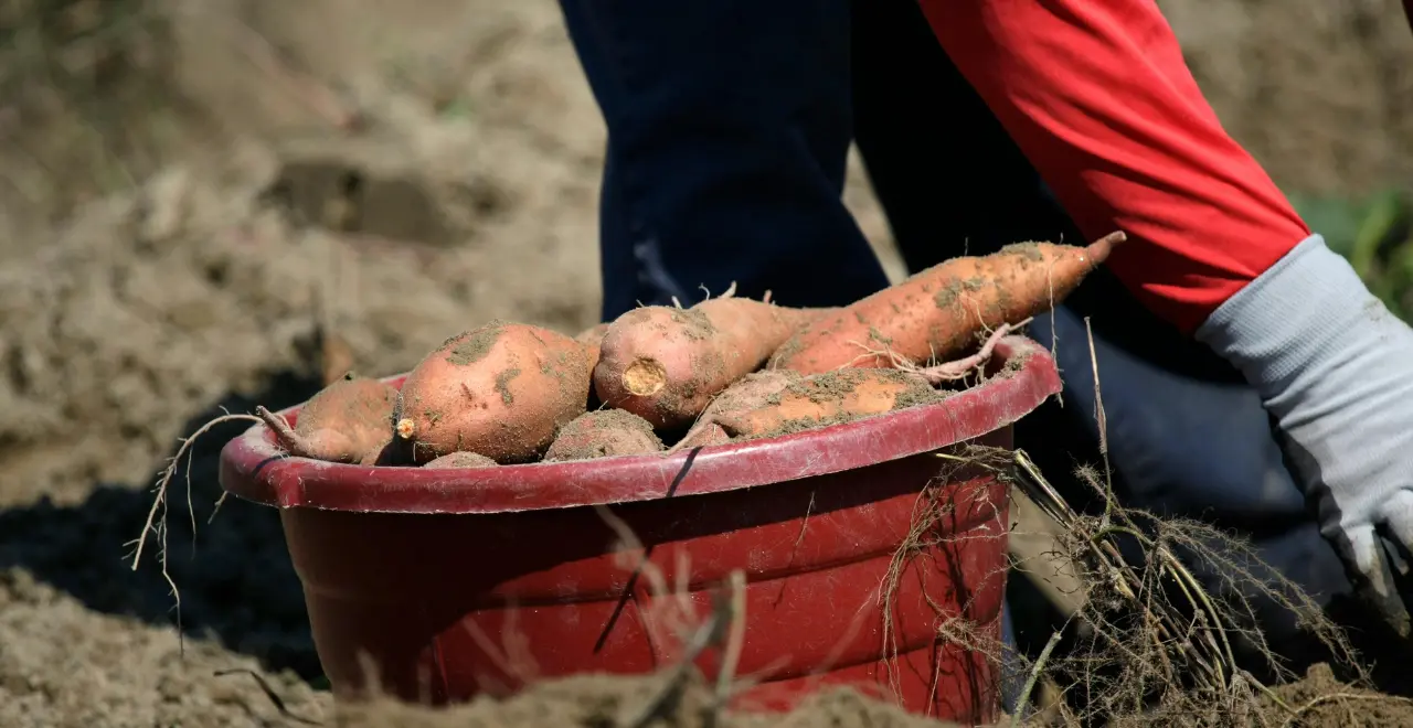 Patates douces dans un seau, prêtes à être utilisées pour préparer des plats délicieux et nutritifs.