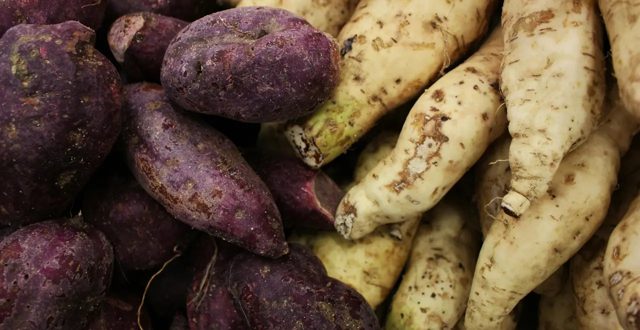 Tas de patates douces de variétés différentes, montrant une gamme de couleurs et de tailles variées.