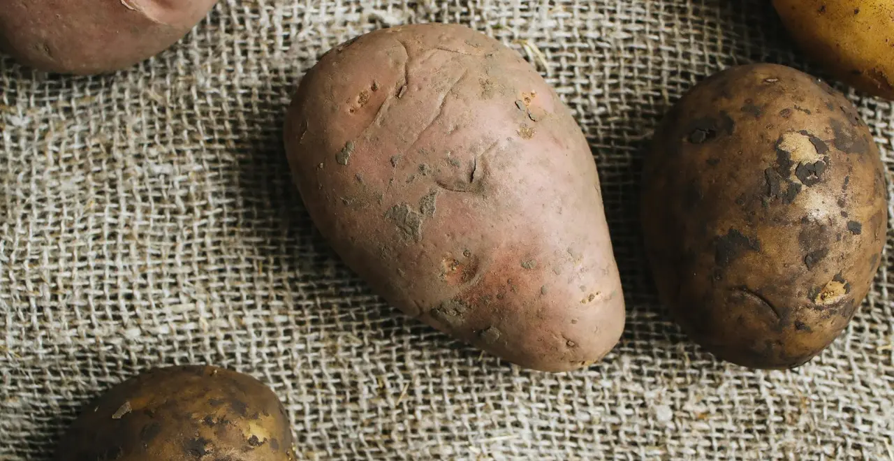 Zoom sur des patates douces dans un seau, mettant en avant leur texture et leur couleur vibrante.