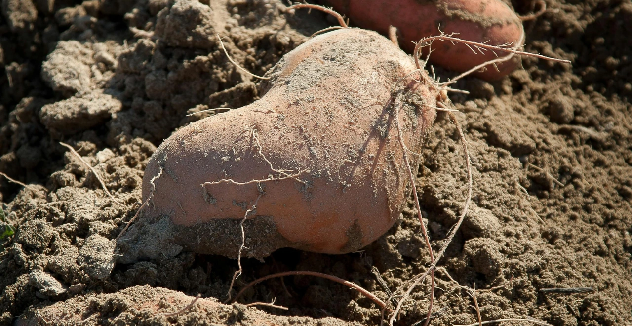 Patate douce presque prête, montrant sa texture mature et sa couleur prête pour la récolte.