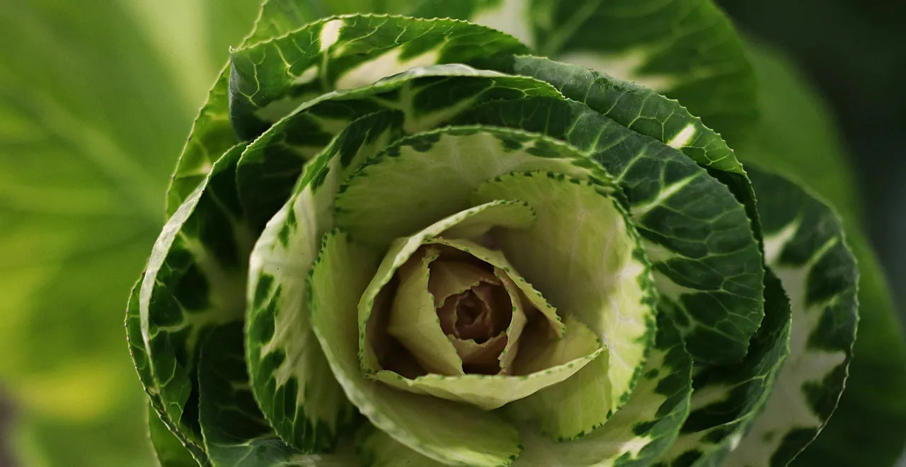 Tête de chou vert frais aux feuilles frisées, légume cultivé dans un potager biologique