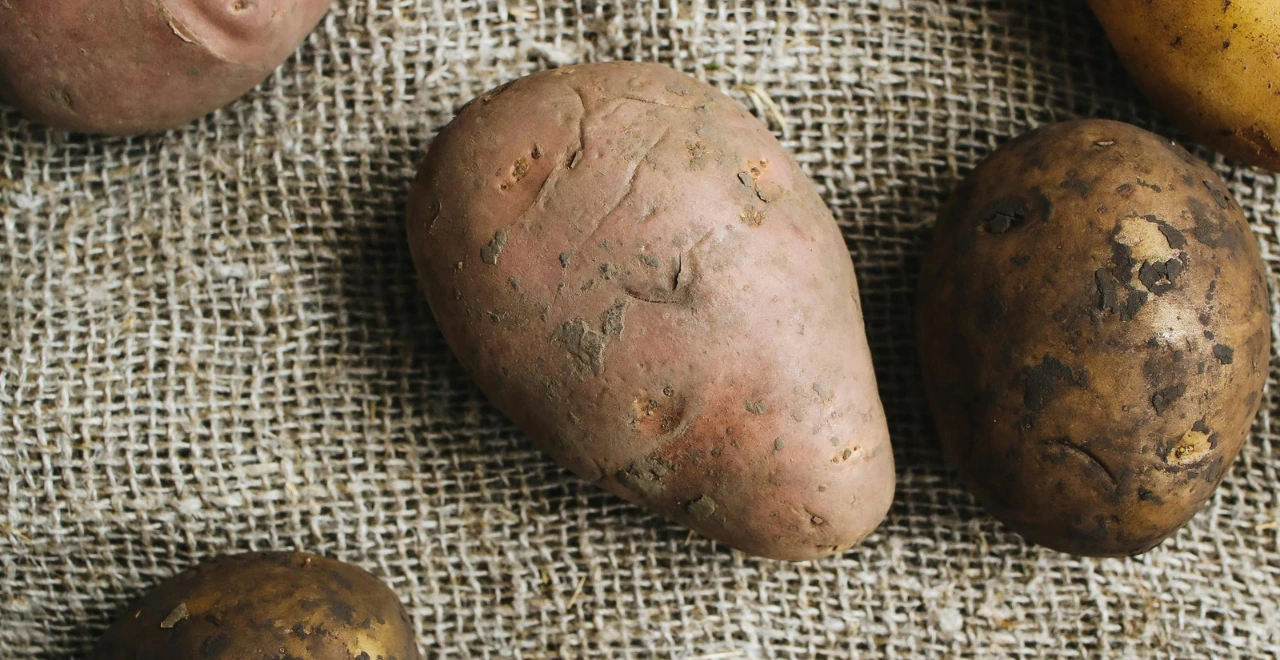 Jeunes pommes de terre dans un potager, émergeant du sol.