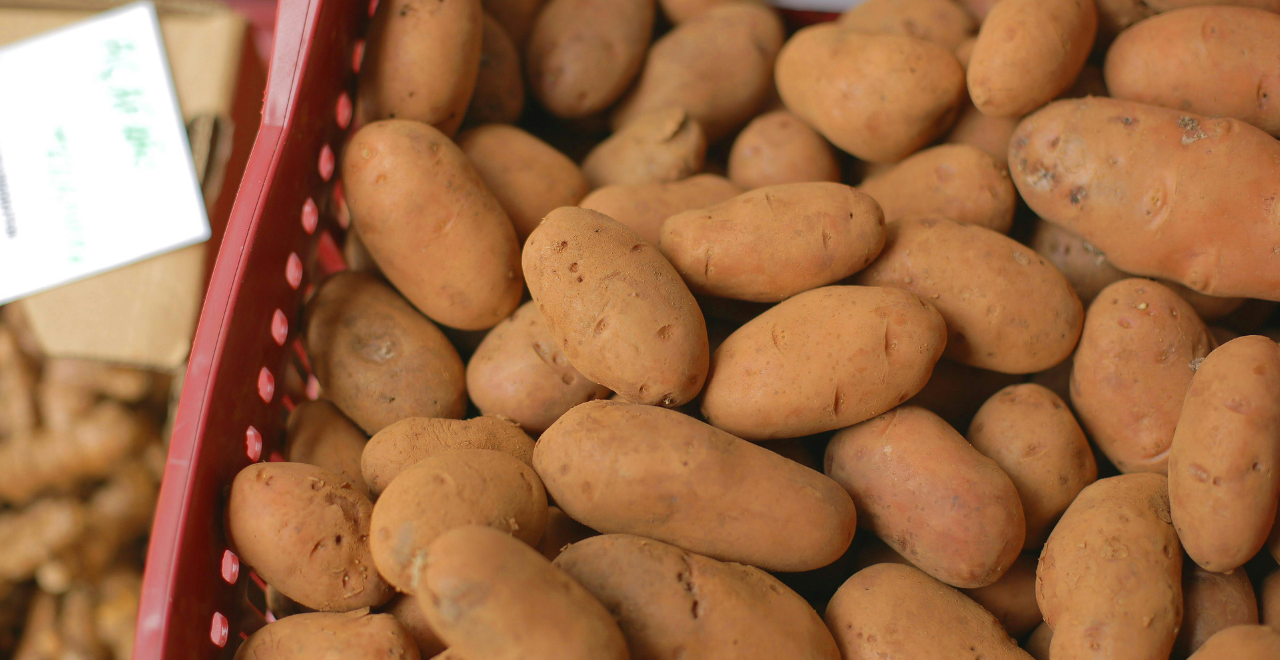 Tas de pommes de terre fraîchement récoltées, aux formes diverses et à la peau terreuse.