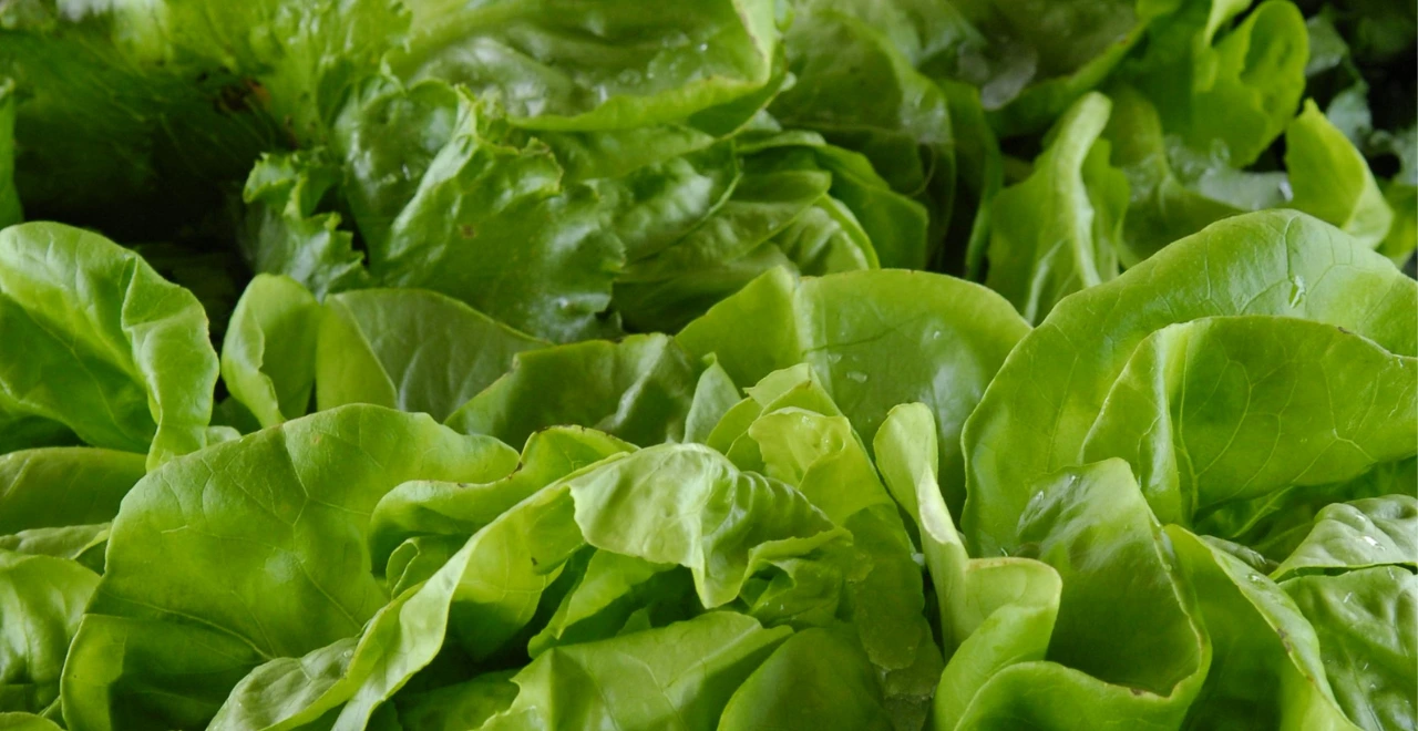 Vue macro de gouttes d'eau sur des feuilles de salade croquantes