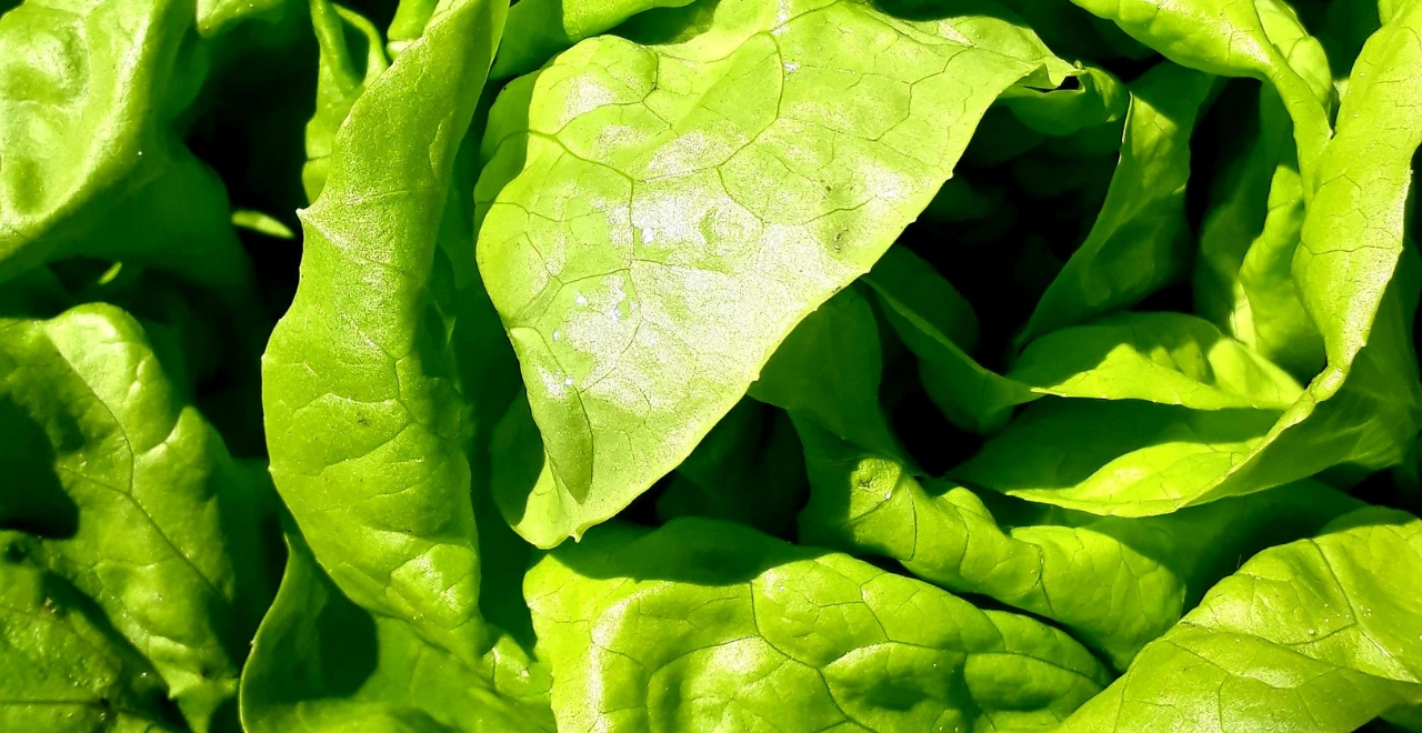 Zoom sur les textures d'une salade composée : feuilles, légumes et vinaigrette