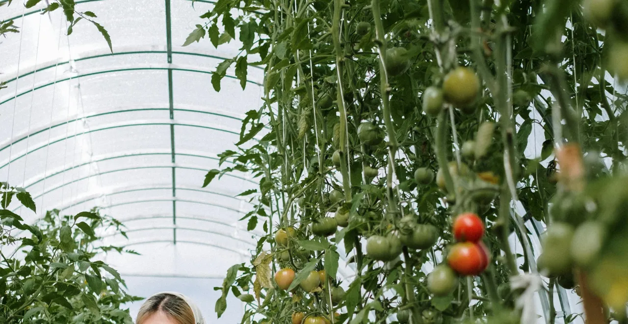 Plant de tomate chargé de fruits verts et rouges en cours de maturation