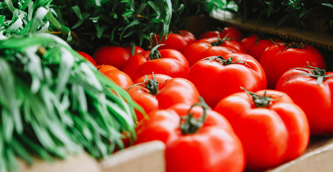 Vue en contre-plongée d'un plant de tomates grimpant sur un treillis vertical